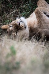 Lioness Yawning and Resting in the Wild