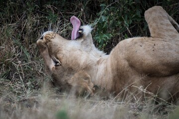Lioness Yawning While Relaxing on Her Back in the Grass