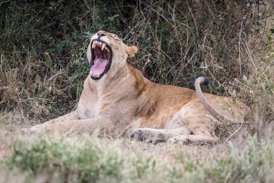Lioness Yawning and Resting in the Wild