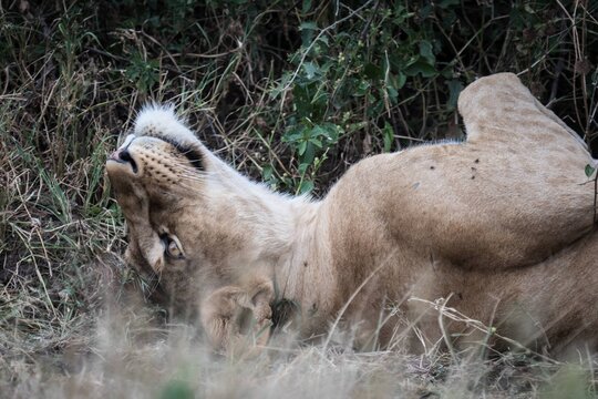 Lioness Yawning and Resting in the Wild