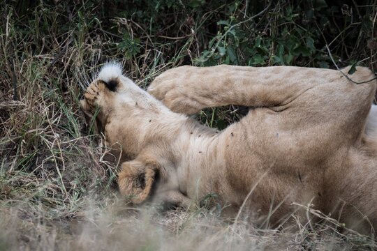 Lioness Yawning and Resting in the Wild