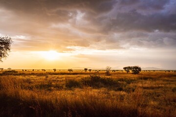 Golden African Savannah Landscape Under a Brooding Sky, Serengeti, Tanzania