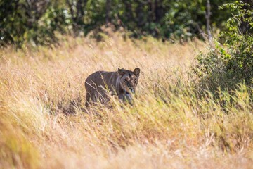 Lioness Stalking Through the Tall Golden Grass, Serengeti, Tanzania