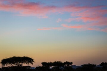 Acacia Silhouettes Beneath Gradient Sky at African Twilight