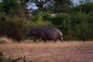 Hippopotamus on the Evening Trek in Serengeti, Tanzania