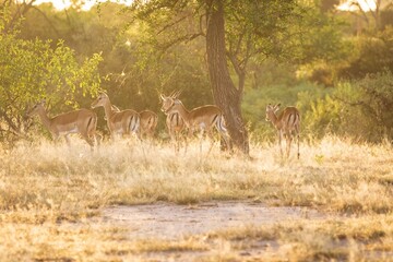 Herd of Impala in Golden Light at Sunset on the Safari
