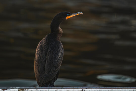 Cormorant sitting by a lake looking to the side