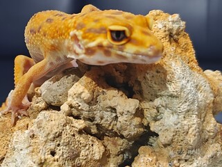 Yellow Gecko on Rocky Surface