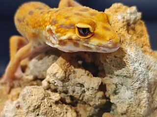 Yellow Gecko on Rocky Surface