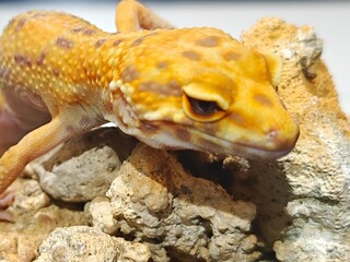 Yellow Gecko on Rocky Surface