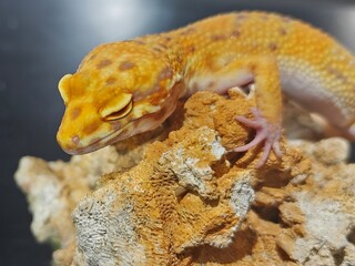 Yellow Gecko on Rocky Surface