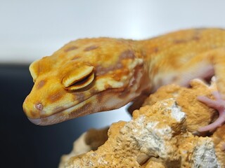Yellow Gecko on Rocky Surface