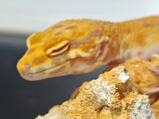 Yellow Gecko on Rocky Surface
