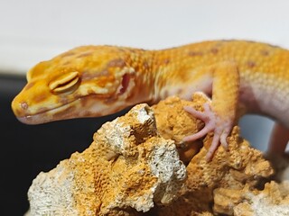 Yellow Gecko on Rocky Surface