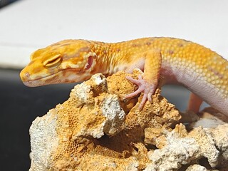 Yellow Gecko on Rocky Surface
