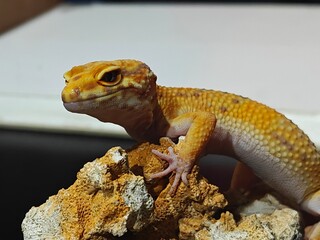 Yellow Gecko on Rocky Surface