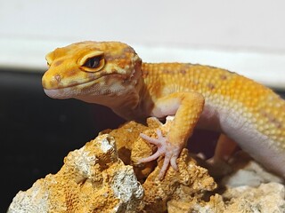 Yellow Gecko on Rocky Surface