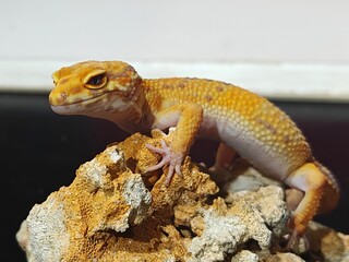 Yellow Gecko on Rocky Surface