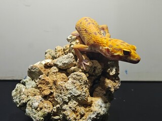 Yellow Gecko on Rocky Surface