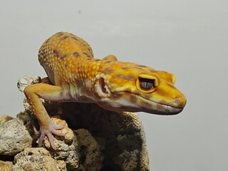Yellow Gecko on Rocky Surface