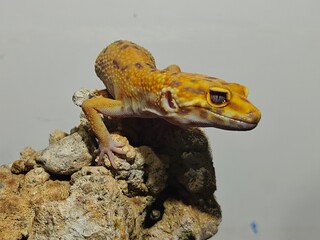 Yellow Gecko on Rocky Surface