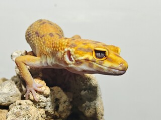 Yellow Gecko on Rocky Surface