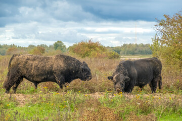 European Buffalo bull herds contain two individuals on average, Bisonbaai near Nijmegen, Berg en...