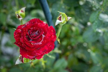 A single red rose blooming in the garden. Roses are best known as ornamental plants grown for their flowers in the garden and sometimes indoors.