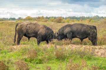 Fototapeta premium Head-to-head fight between European Buffalo bulls in a reserve in Bisonbaai near Nijmegen, Berg en Dal, Holland, the Netherlands