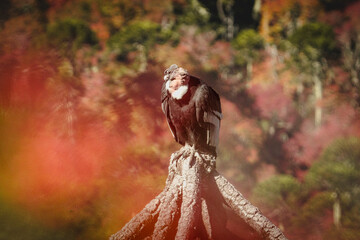 Fototapeta premium Andean condor perched on rock in Chilean mountains during autumn