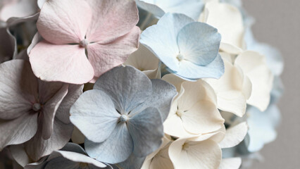Close-up of pastel-colored hydrangea flowers with soft pink, blue, and white petals