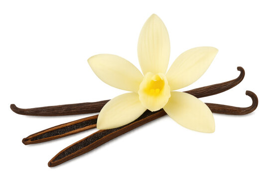 Vanilla flower blooming with aromatic pods and seeds, natural plant showing sweet ingredient for food and drink