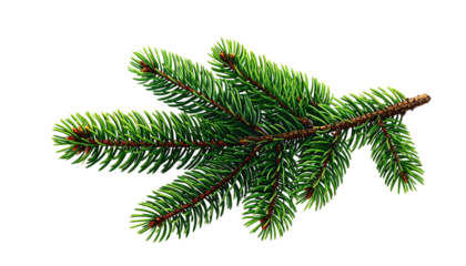 Green evergreen branch with needles against black background