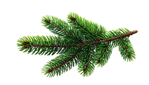 Green evergreen branch with needles against black background - Powered by Adobe