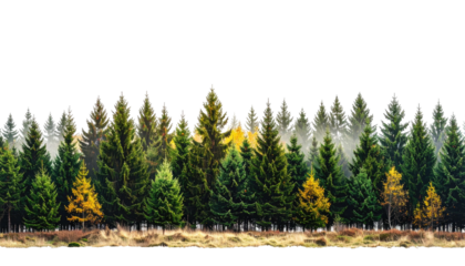 Pine forest with autumn colors atop dry grass on black