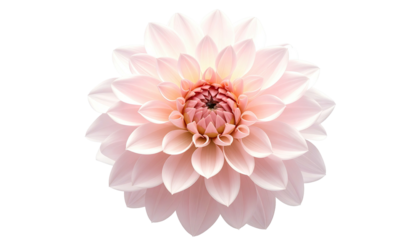 Soft, blush-pink dahlia flower in full bloom, detailed