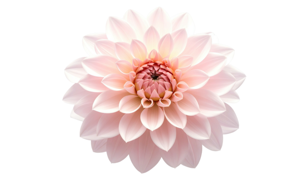 Soft, blush-pink dahlia flower in full bloom, detailed