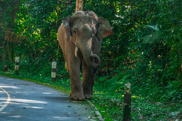 Its body is gray, its snout is called the trunk. The trunk of the Asian elephant has only one beak. Nakhon Ratchasima, Thailand.