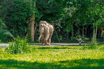 Its body is gray, its snout is called the trunk. The trunk of the Asian elephant has only one beak. Nakhon Ratchasima, Thailand.