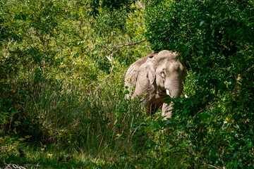 Its body is gray, its snout is called the trunk. The trunk of the Asian elephant has only one beak. Nakhon Ratchasima, Thailand.