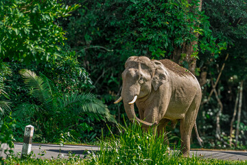Its body is gray, its snout is called the trunk. The trunk of the Asian elephant has only one beak. Nakhon Ratchasima, Thailand.