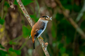 colorful bird Silver-breasted broadbill (Serilophus lunatus) build a nest.