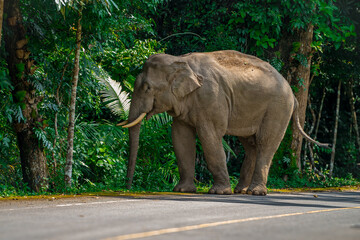 Its body is gray, its snout is called the trunk. The trunk of the Asian elephant has only one beak. Nakhon Ratchasima, Thailand.