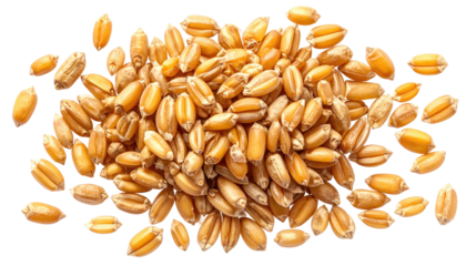 Pile of light brown, elliptical shaped wheat kernels