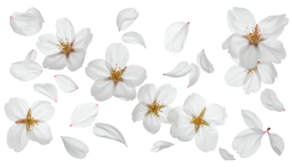 Scattered white petals and blossoms against black backdrop