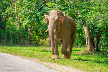 Its body is gray, its snout is called the trunk. The trunk of the Asian elephant has only one beak. Nakhon Ratchasima, Thailand.