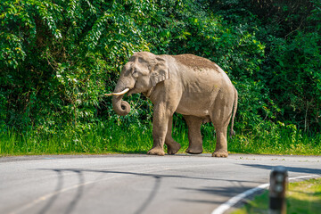 Its body is gray, its snout is called the trunk. The trunk of the Asian elephant has only one beak. Nakhon Ratchasima, Thailand.