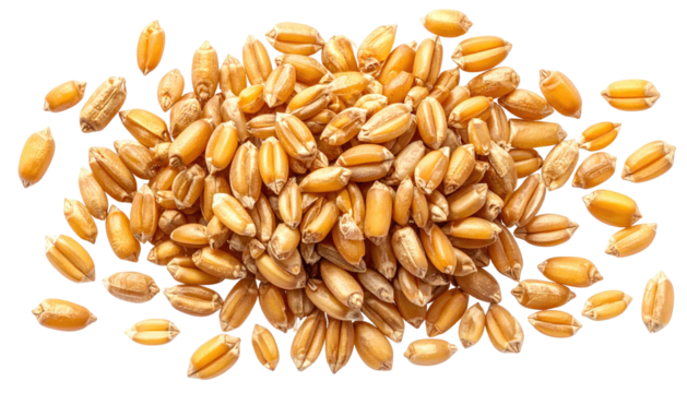 Pile of light brown, elliptical shaped wheat kernels