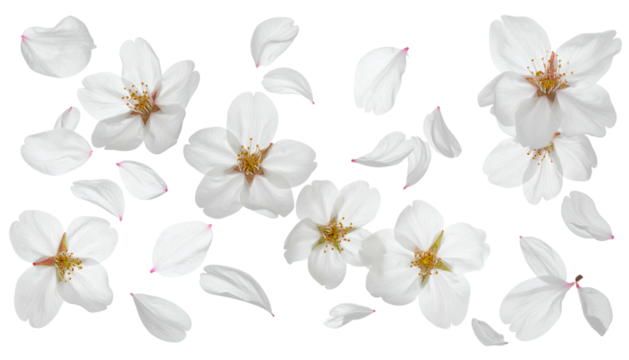 Scattered white petals and blossoms against black backdrop