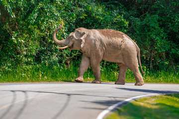 Its body is gray, its snout is called the trunk. The trunk of the Asian elephant has only one beak. Nakhon Ratchasima, Thailand.